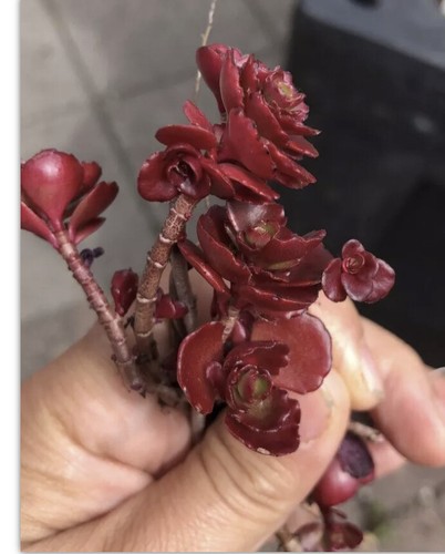 Sedum voodoo rooted - 5x,