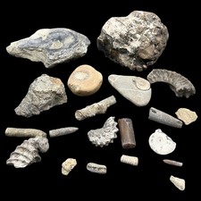 1kg british fossil mix dorset - british,
