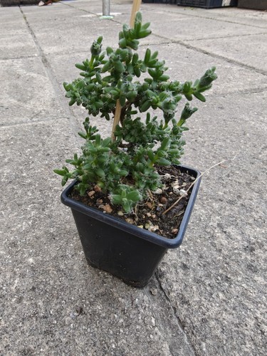 Trichodiadema bulbosum caudex - trichodiadema,