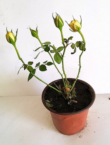 Rose potted plant green - rose,