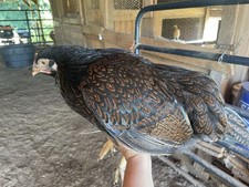 Pure double laced barnevelder - laced,