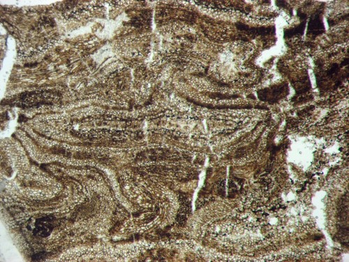 Cretaceous metcalfeoxylon - cretaceous,