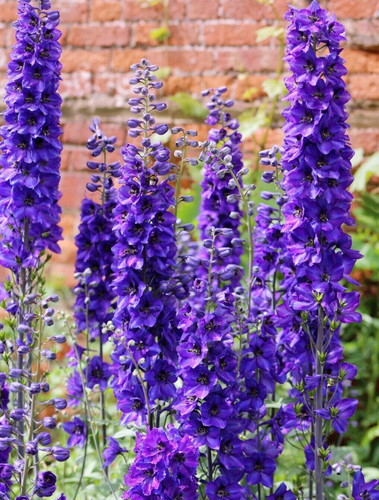 Delphinium pacific giants - 15,