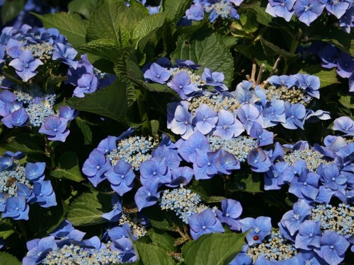 Hydrangea shrub blaumeise - hydrangea,