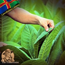 UK Grown Virginia Silk Leaf tobacco highly fertile seeds approx 250 - Organic