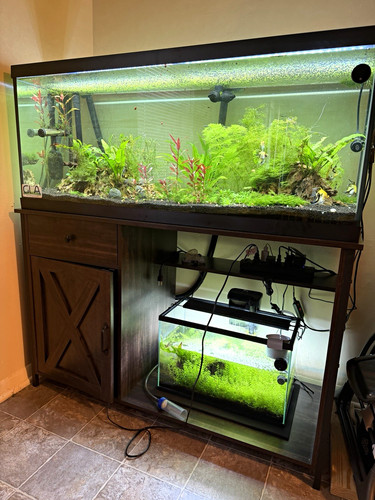 Gal glass freshwater - gal,