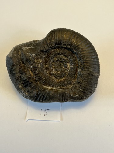 Large dactylioceras - dactylioceras, sp