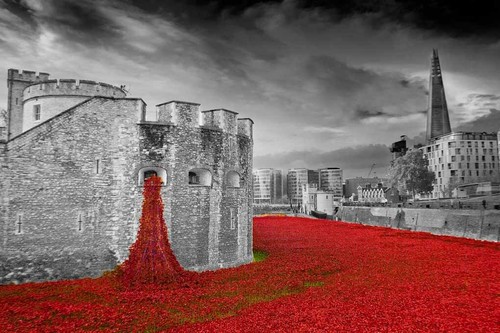 Tower london poppy - of,