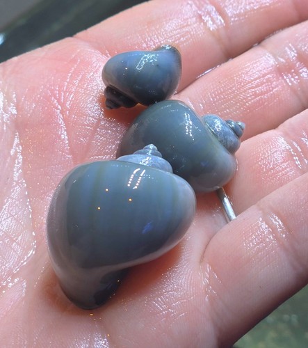 Blue mystery snails pea to - 4,