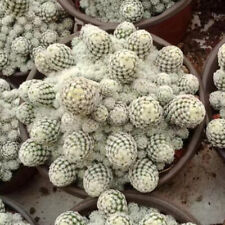 5-9CM Succulent Cactus Plant