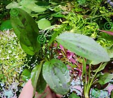 2x AMAZON SWORDS Echinodorus Cordifolius Hybrid Live Aquarium Plants