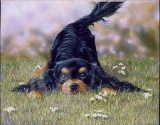 Cavalier King Charles Spaniel