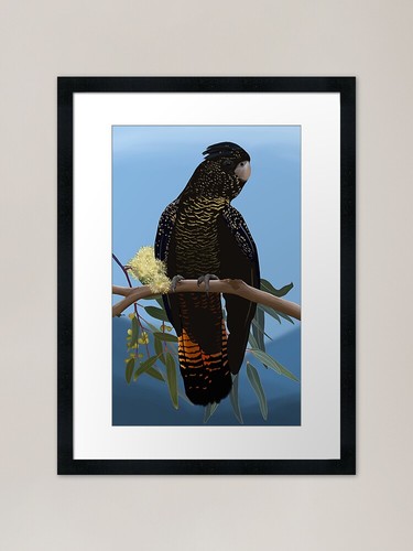 Red tail black cockatoo - red-tail,