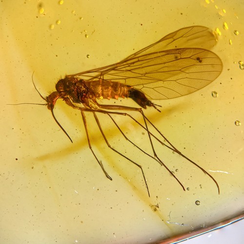 Scorpion fly burmese - fly, in
