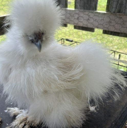 Assorted bantam - assorted,