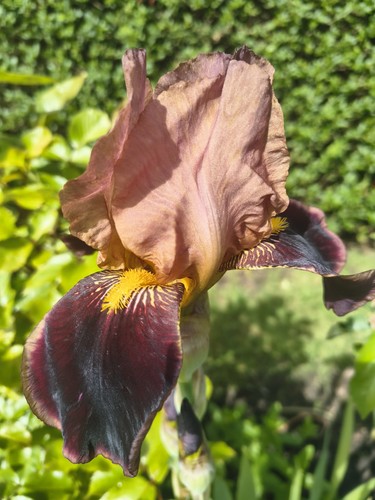 Seedling brown iris germanica - seedling,