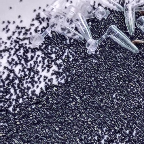 Rare seeds vv - (ten),