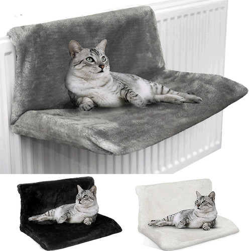 Cat kitten radiator - cat, pet