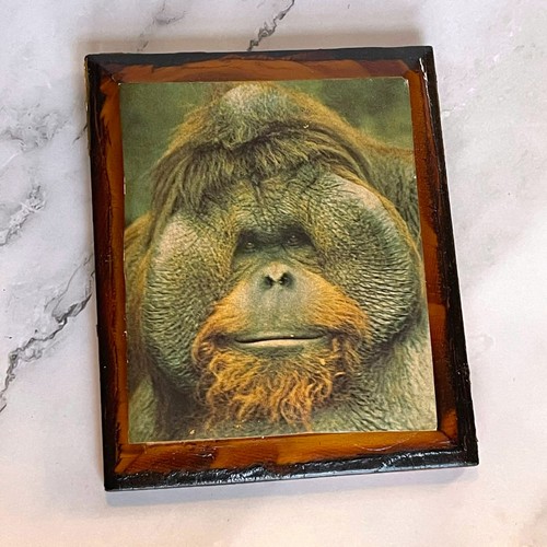 Vintage orangutan portrait - orangutan,