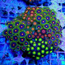 WYSIWYG - Mix Zoas Premium