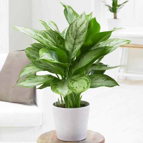 Aglaonema maria christina - 1,