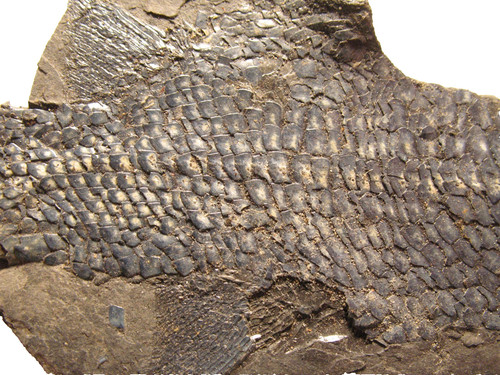 Permian fish fossil - , muse