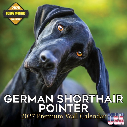 German shorthair pointer 2027 - shorthair,
