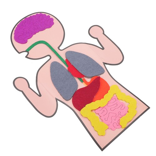 Sets cognitive organs - 3,