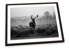 Stag Deer Sunset B&W FRAMED ART PRINT Picture Poster Artwork