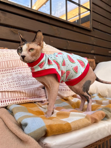 Cotton sphynx cat - sphynx,