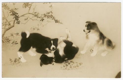 Akita puppies play - akita, at