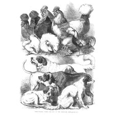 BIRMINGHAM Agricultural Show