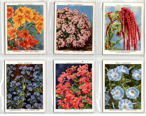 Wills garden flowers - wills:, new
