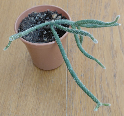 Rhipsalis baccifera horrida - ,