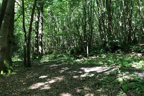 Photo 6x4 wayfield - photo, copse