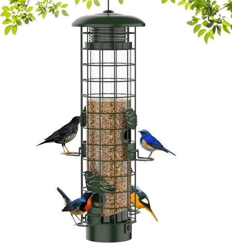 Squirrel proof bird - squirrel,