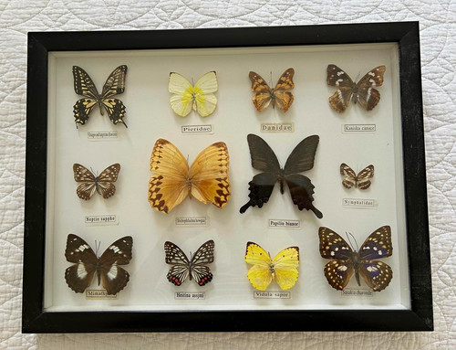 Mounted butterfly moth - butterfly, &