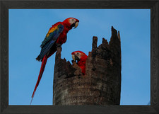 Scarlet Macaw Couple Framed