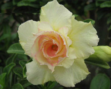 100 x Adenium Obesum, Double