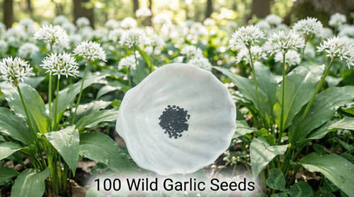 Wild garlic seeds allium - wild,