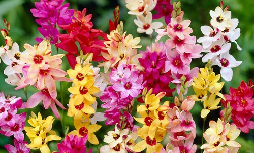 Ixia mixed african - x, corn