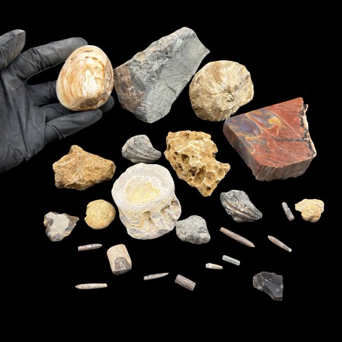 1kg british fossil mix - british,