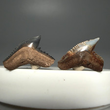 Pair of Fossil Extinct TIGER SHARK Teeth-Galeocerdo latidens-Suwannee River,  FL