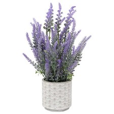 DILATATA Lavender Flowers