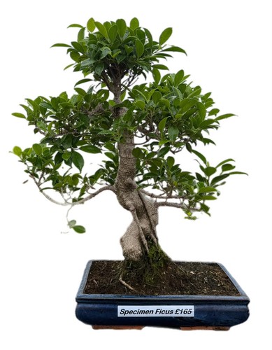Large ficus bonsai trunk - large, s
