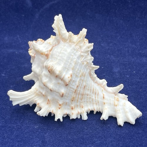 Murex ramose spikey sea - murex, shell