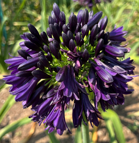 Agapanthus africanus - 3, x