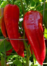 15 Marconi Red Sweet Pepper Seeds