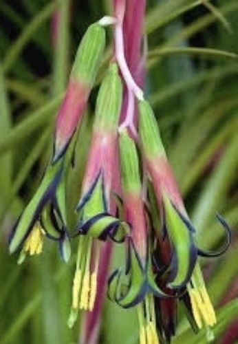 Billbergia nutans - billbergia, nutans-
