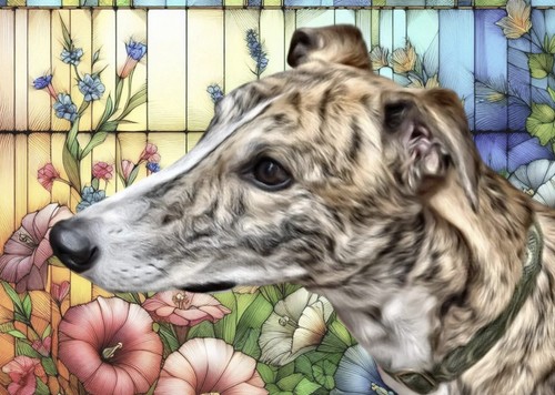 Greyhound lurcher - greyhound, ,